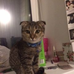 Подробнее об объявлении «Пропала кошка Москва» Фото: пропала кошка  «Пропала кошка Москва» в г. Москва