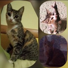 Подробнее об объявлении «Пропала кошка Краснодар» Фото: пропала кошка  «Пропала кошка Краснодар» в г. Краснодар