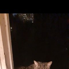 Подробнее об объявлении «Пропала кошка пожалуйста   Москва» Фото: пропала кошка  «Пропала кошка пожалуйста   Москва» в г. Москва