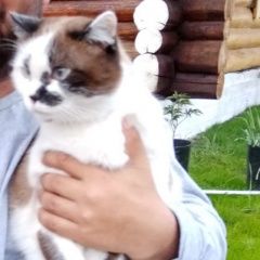 Подробнее об объявлении «Сургут Пропал кот» Фото: пропала кошка  «Сургут Пропал кот» в г. Сургут