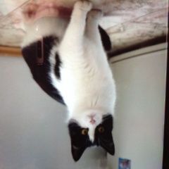 Подробнее об объявлении «Пропала кошка Москва» Фото: пропала кошка  «Пропала кошка Москва» в г. Москва