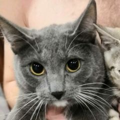 Подробнее об объявлении «Красноярск Пропала кошка кот» Фото: пропала кошка Сибирская «Красноярск Пропала кошка кот» в г. Красноярск