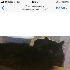 Подробнее об объявлении «Петрозаводск Пропала кошка» Фото: пропала кошка  «Петрозаводск Пропала кошка» в г. Петрозаводск
