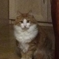 Подробнее об объявлении «Пропала кошка Звенигород» Фото: пропала кошка  «Пропала кошка Звенигород» в г. Звенигород