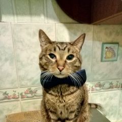 Подробнее об объявлении «Пропал кот матвей Москва» Фото: пропала кошка  «Пропал кот матвей Москва» в г. Москва