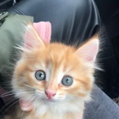 Подробнее об объявлении «Пропала кошка котёнок, девочка гольяново Москва» Фото: пропала кошка  «Пропала кошка котёнок, девочка гольяново Москва» в г. Москва