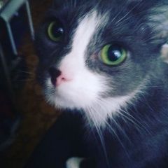 Подробнее об объявлении «Пропала кошка помогите найти Зеленоград» Фото: пропала кошка Русская голубая «Пропала кошка помогите найти Зеленоград» в г. Зеленоград