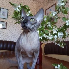 Подробнее об объявлении «Пропала кошка Оренбург» Фото: пропала кошка Донской сфинкс «Пропала кошка Оренбург» в г. Оренбург