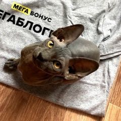 Подробнее об объявлении «Тула Пропал кот лысый кот по кличке шерлок» Фото: пропала кошка Канадский сфинкс «Тула Пропал кот лысый кот по кличке шерлок» в г. Тула