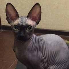 Подробнее об объявлении «Пропала кошка Воскресенск» Фото: пропала кошка Канадский сфинкс «Пропала кошка Воскресенск» в г. Воскресенск