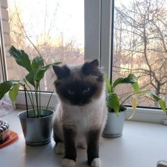 Подробнее об объявлении «Пропала кошка смесь бирманской и сибирской Москва» Фото: пропала кошка Бирманская (Священная бирма) «Пропала кошка смесь бирманской и сибирской Москва» в г. Москва