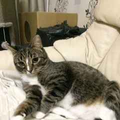 Подробнее об объявлении «Владимир Пропал кот» Фото: пропала кошка  «Владимир Пропал кот» в г. Владимир