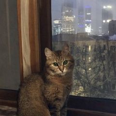 Подробнее об объявлении «Пропал кот Москва» Фото: пропала кошка  «Пропал кот Москва» в г. Москва