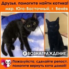 Подробнее об объявлении «Пропал котик уголёк Венев» Фото: пропала кошка  «Пропал котик уголёк Венев» в г. Венев
