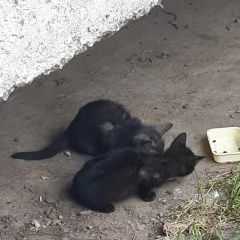 Подробнее об объявлении «Владимир Пропала кошка котенок» Фото: пропала кошка  «Владимир Пропала кошка котенок» в г. Владимир