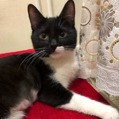 Подробнее об объявлении «Дзержинский Пропала кошка черно-белая, кличка иззи» Фото: пропала кошка  «Дзержинский Пропала кошка черно-белая, кличка иззи» в г. Дзержинский