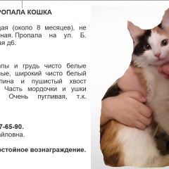 Подробнее об объявлении «Пропала кошка Москва» Фото: пропала кошка  «Пропала кошка Москва» в г. Москва