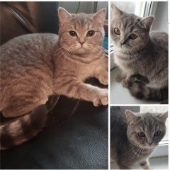 Подробнее об объявлении «Пропала кошка помогите найти кошку Москва» Фото: пропала кошка  «Пропала кошка помогите найти кошку Москва» в г. Москва