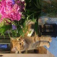 Подробнее об объявлении «Пропал кот Оренбург» Фото: пропала кошка  «Пропал кот Оренбург» в г. Оренбург