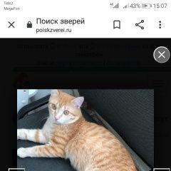 Подробнее об объявлении «Сургут Пропал кот, выпал из окна и исчез» Фото: пропала кошка  «Сургут Пропал кот, выпал из окна и исчез» в г. Сургут