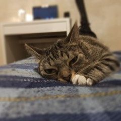 Подробнее об объявлении «Пропала кошка Санкт-Петербург» Фото: пропала кошка  «Пропала кошка Санкт-Петербург» в г. Санкт-Петербург