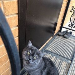 Подробнее об объявлении «Пропал кот шотландский в районе п.пасово Смоленск» Фото: пропала кошка Скоттиш страйт (шотландская прямоухая) «Пропал кот шотландский в районе п.пасово Смоленск» в г. Смоленск