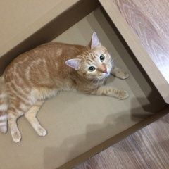 Подробнее об объявлении «Пропала кошка Москва» Фото: пропала кошка  «Пропала кошка Москва» в г. Москва