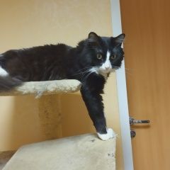 Подробнее об объявлении «Пропал кот Москва» Фото: пропала кошка  «Пропал кот Москва» в г. Москва