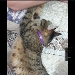 Подробнее об объявлении «Пропала кошка с фиолетовым ошейником Москва» Фото: пропала кошка  «Пропала кошка с фиолетовым ошейником Москва» в г. Москва