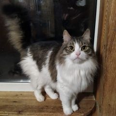 Подробнее об объявлении «Пропал кот Москва» Фото: пропала кошка  «Пропал кот Москва» в г. Москва