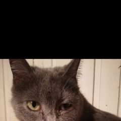 Подробнее об объявлении «Пропала кошка пошли гулять и не вернулись Мытищи» Фото: пропала кошка  «Пропала кошка пошли гулять и не вернулись Мытищи» в г. Мытищи