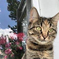 Подробнее об объявлении «Пропала кошка зовут луна Москва» Фото: пропала кошка  «Пропала кошка зовут луна Москва» в г. Москва