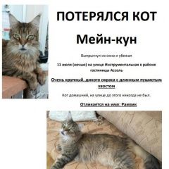 Подробнее об объявлении «Таганрог Пропал кот» Фото: пропала кошка Мейн-кун «Таганрог Пропал кот» в г. Таганрог