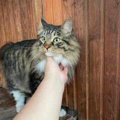 Подробнее об объявлении «Пропал кот Уфа» Фото: пропала кошка Бобтейл «Пропал кот Уфа» в г. Уфа
