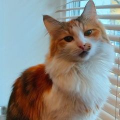Подробнее об объявлении «Пропала кошка потерялась трехцветная кошка Москва» Фото: пропала кошка Сибирская «Пропала кошка потерялась трехцветная кошка Москва» в г. Москва