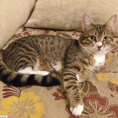 Подробнее об объявлении «Пропал кот Москва» Фото: пропала кошка  «Пропал кот Москва» в г. Москва