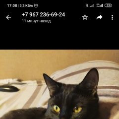 Подробнее об объявлении «Пропал кот. кличка ханс. Москва» Фото: пропала кошка  «Пропал кот. кличка ханс. Москва» в г. Москва