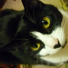 Подробнее об объявлении «Пропала кошка Рязань» Фото: пропала кошка  «Пропала кошка Рязань» в г. Рязань
