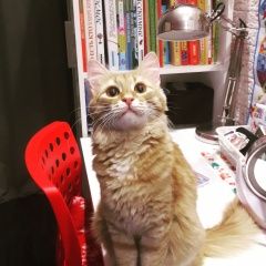 Подробнее об объявлении «Нижний Новгород Пропала кошка рыжая кошка» Фото: пропала кошка  «Нижний Новгород Пропала кошка рыжая кошка» в г. Нижний Новгород