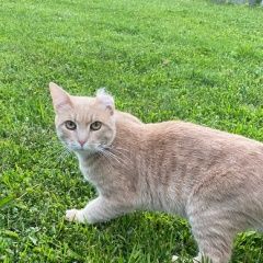 Подробнее об объявлении «Пропал кот Москва» Фото: пропала кошка  «Пропал кот Москва» в г. Москва