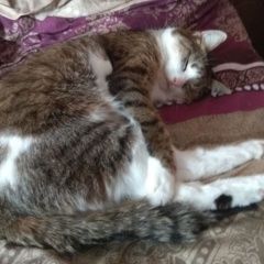 Подробнее об объявлении «Кривой Рог Пропала кошка» Фото: пропала кошка  «Кривой Рог Пропала кошка» в г. Кривой Рог