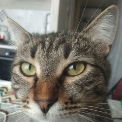 Подробнее об объявлении «Пропал кот нахимовский проспект Москва» Фото: пропала кошка  «Пропал кот нахимовский проспект Москва» в г. Москва