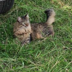 Подробнее об объявлении «Пропал кот Уфа» Фото: пропала кошка Сибирская «Пропал кот Уфа» в г. Уфа