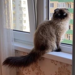 Подробнее об объявлении «Пропала кошка Симферополь» Фото: пропала кошка  «Пропала кошка Симферополь» в г. Симферополь