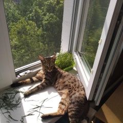 Подробнее об объявлении «Пропала кошка район кузьминки Москва» Фото: пропала кошка  «Пропала кошка район кузьминки Москва» в г. Москва