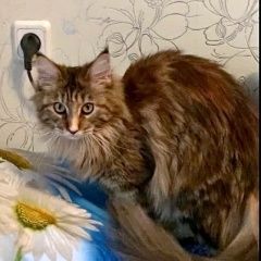 Подробнее об объявлении «Пропала кошка мейн кун 1 год Москва» Фото: пропала кошка Мейн-кун «Пропала кошка мейн кун 1 год Москва» в г. Москва