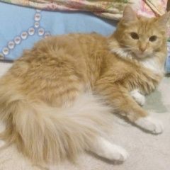 Подробнее об объявлении «Пропала кошка Томск» Фото: пропала кошка  «Пропала кошка Томск» в г. Томск