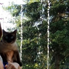 Подробнее об объявлении «Пропал кот сиамский кот Самара» Фото: пропала кошка Сиамская «Пропал кот сиамский кот Самара» в г. Самара