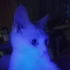 Подробнее об объявлении «Пропал кот любимец семьи Москва» Фото: пропала кошка  «Пропал кот любимец семьи Москва» в г. Москва