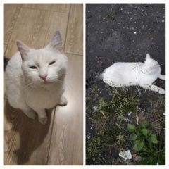 Подробнее об объявлении «Нижний Новгород Пропал кот» Фото: пропала кошка  «Нижний Новгород Пропал кот» в г. Нижний Новгород